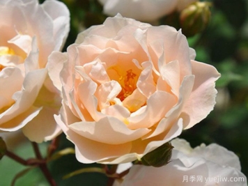 月季介紹，和風(fēng)月季