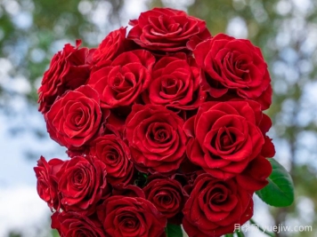 高原紅月季，花期長(cháng)觀(guān)賞價(jià)值高的月季