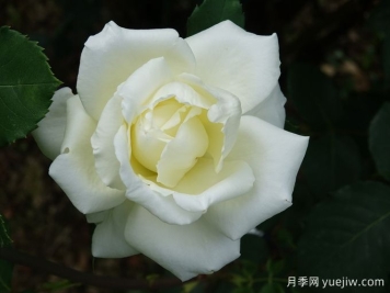 月季推薦，白色圣誕月季
