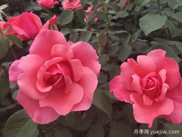 南寧市南湖公園開(kāi)展園藝萬(wàn)花筒之與月季約"繪"吧科普活動(dòng)