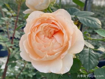 天狼月季200個(gè)自育新品種將在2005年2月亮相云南姚安發(fā)布會(huì )