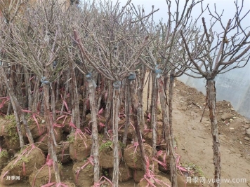 一月園林植物養護管理技術(shù)要點(diǎn)