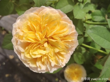 堪稱(chēng)世界上最貴的花，你能買(mǎi)上幾枝？