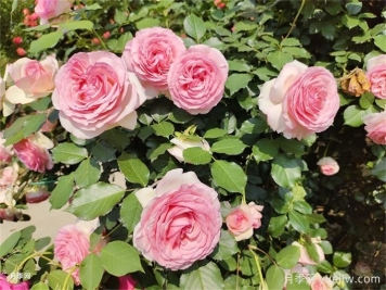 爬藤月季受寵，打造庭院浪漫花墻