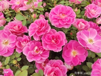 園林植物各分類(lèi)集錦