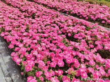 600種園林植物配置大全，分類(lèi)特征匯集