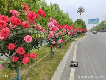 如何實(shí)現綠化養護質(zhì)量精細化管理？