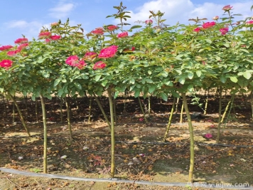 2025年華北地區苗木供需分析