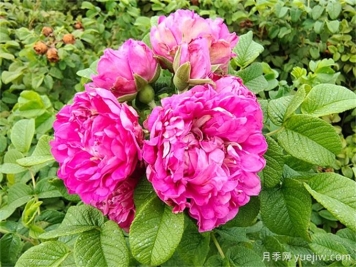 如何快速識別玫瑰、薔薇與月季