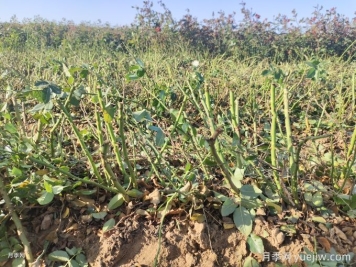 月季裸根苗種植時(shí)間？盆栽和地栽種植方法
