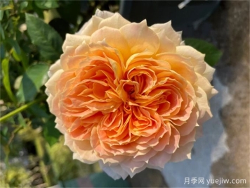 焦糖古董月季，花大如碗，又美又香，多季開(kāi)花