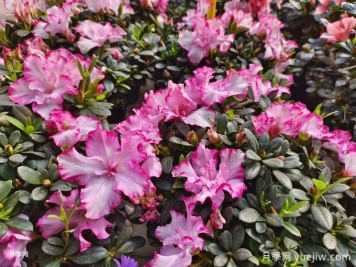 盤(pán)點(diǎn)10種最受歡迎的年宵花，寓意來(lái)年紅紅火火