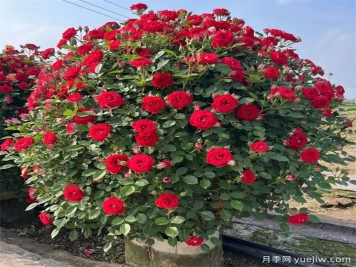 園林常見(jiàn)觀(guān)花植物修剪技術(shù)