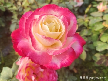 暢游南陽(yáng)，認識名品大花月季
