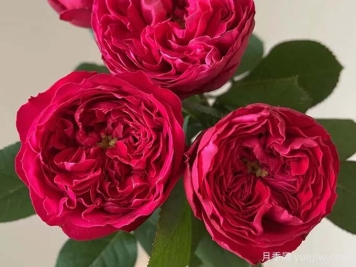 6種經(jīng)典的月季花，每一種都是顏值擔當