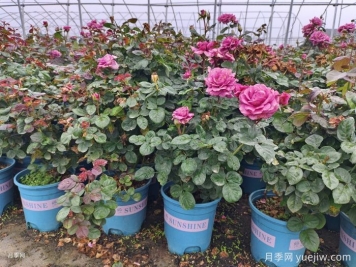 如何選擇適合家里高度的綠植盆栽？