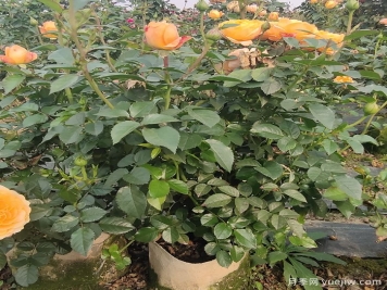 新手養月季的病蟲(chóng)害防治和注意事項