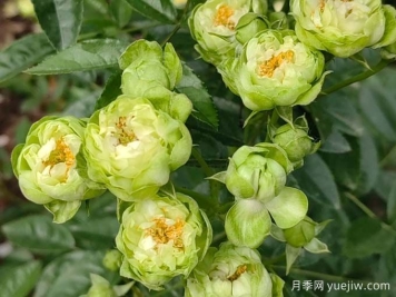 月季推薦，?？巳R爾月季