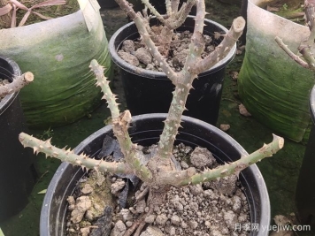 冬季花園植物如何過(guò)冬養護
