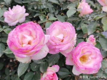 薔薇、玫瑰與月季：你真的能分清它們嗎？