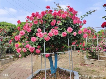 月季界的新寵，樹(shù)狀月季養護注意事項