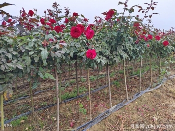 夏季盆栽月季養護要訣