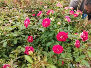 盆栽月季怎么養多開(kāi)花？