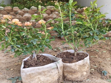 盆栽月季花怎么從小苗養大開(kāi)花？