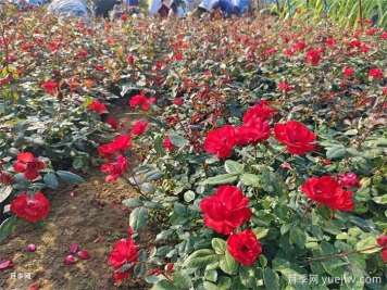 盆栽月季怎么養長(cháng)得好？讓月季花快速爆盆的幾點(diǎn)