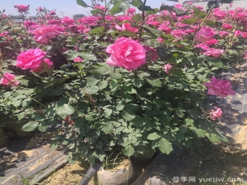 園林觀(guān)花、觀(guān)葉、觀(guān)干植物的整形修剪