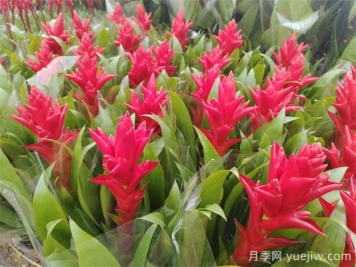 鴻運當頭的養護技巧