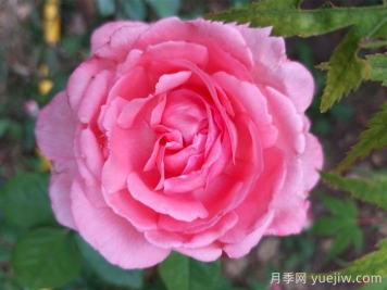 花宮娜月季，沒(méi)有缺點(diǎn)，又美又仙，抗病又勤花