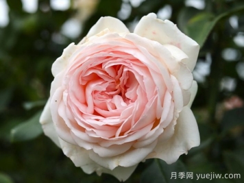 香檳美酒月季，超高顏值勤花芳香