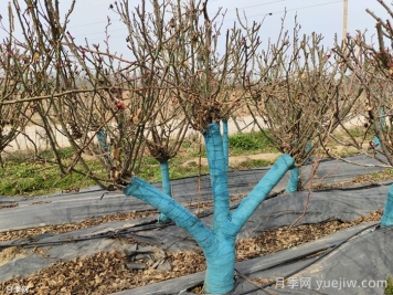 冬季為什么不建議園林施工？有哪些品種可以種植？