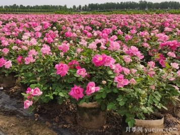 如何實(shí)現園林綠化養護行業(yè)降本增效？