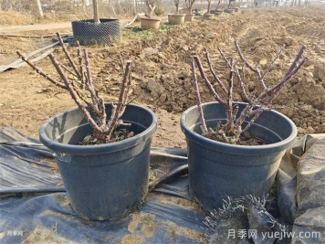 月季花冬季施肥和修剪可以同時(shí)進(jìn)行嗎？