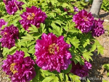 哪些因素會(huì )影響牡丹的開(kāi)花時(shí)間？