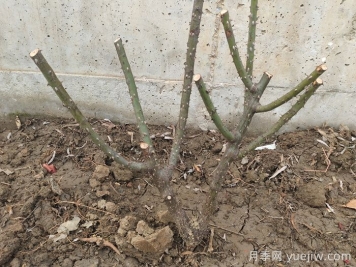 小區物業(yè)冬季綠化養護管理技巧