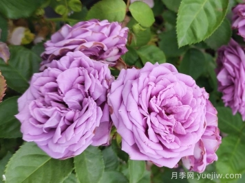 春天如何選購好花卉？選購春季花卉技巧有哪些？