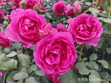 6種復花能力強的藤本月季，爬藤開(kāi)花機器