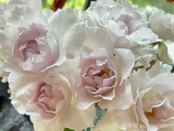 月季推薦，莎菲天使月季