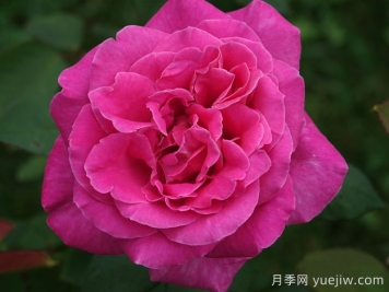 月季推薦，淑女月季