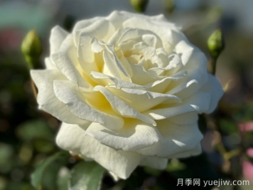 月季推薦，銀婚慶典月季