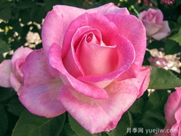 月季推薦，粉色慶典月季