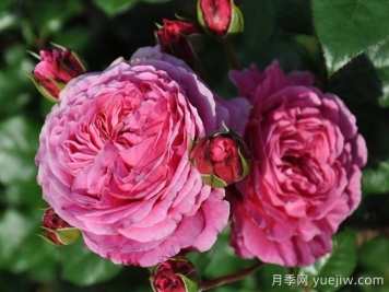 日本河本純子培育有哪些月季品種？