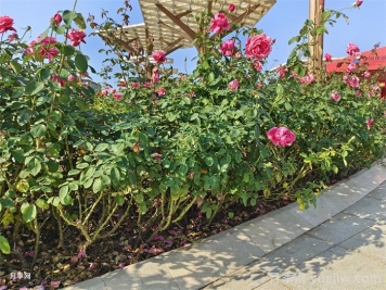 怎樣判斷月季花需要澆水？