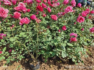 如何提高鹽堿地綠化種植成活率？
