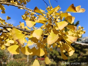 植物百科：銀杏樹(shù)