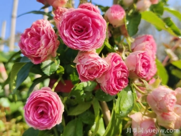 花友決定淘汰4個(gè)月季品種，養花路上你放棄什么？