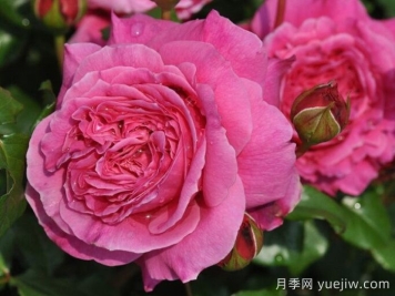 月季推薦，神仆天使阿比迪月季?